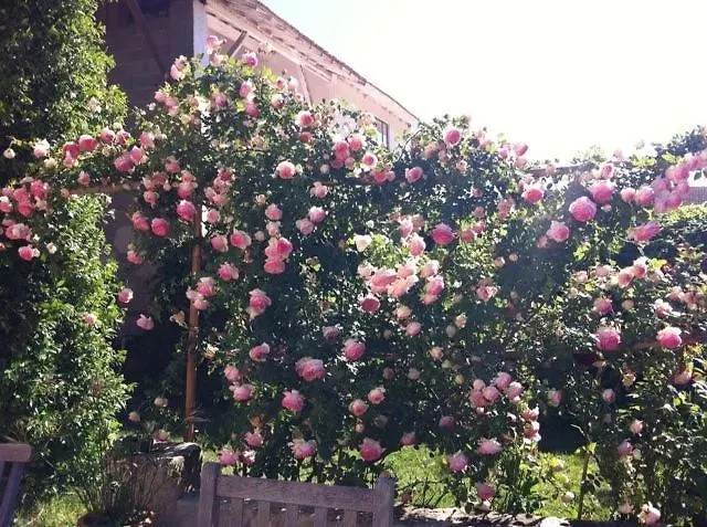 Mas De Bouvet En Camargue Bed & Breakfast Albaron